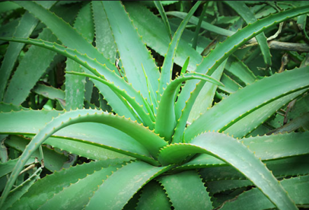 Úžasné přínosy aloe vera: Už nikdy více neutrácejte peníze na chemikálie a léky