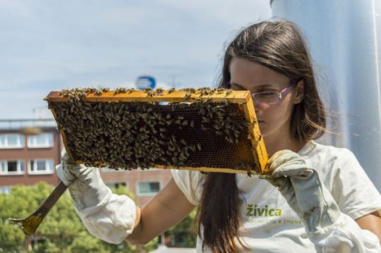 Mladá Boleslav založí na jaře městský včelín, zatím budou tři úly