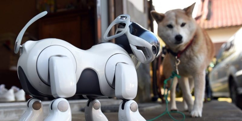 Čínský robopes nyní v prodeji. Kybernetický mazlíček je připraven vyrazit s vámi na procházku