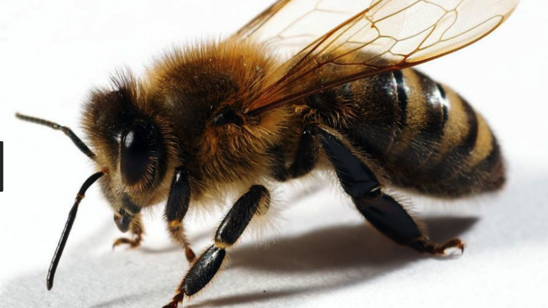 Proč vždy, když odcházíte z domu, by jste měli nechat lžičku s cukrem na zahradě nebo balkóne