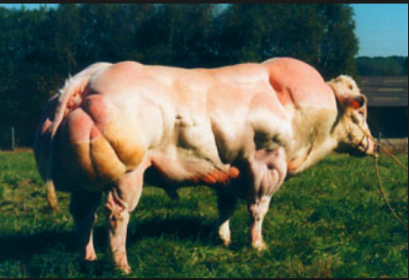 Skutečný důvod kauzy hovězího masa