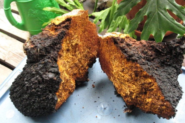 ČAGA-zabiják-rakoviny-královna-bylin_Foto ČAGA: nepřekonaný zabiják rakoviny a královna léčivých bylin