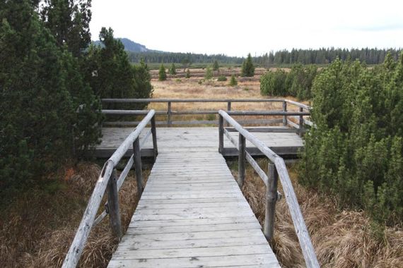 Jezerní-slat-mokrad