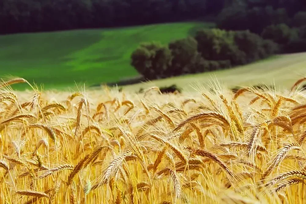 Nový test ukrajinského obilí potvrdil výskyt pesticidu, řekl slovenský ministr